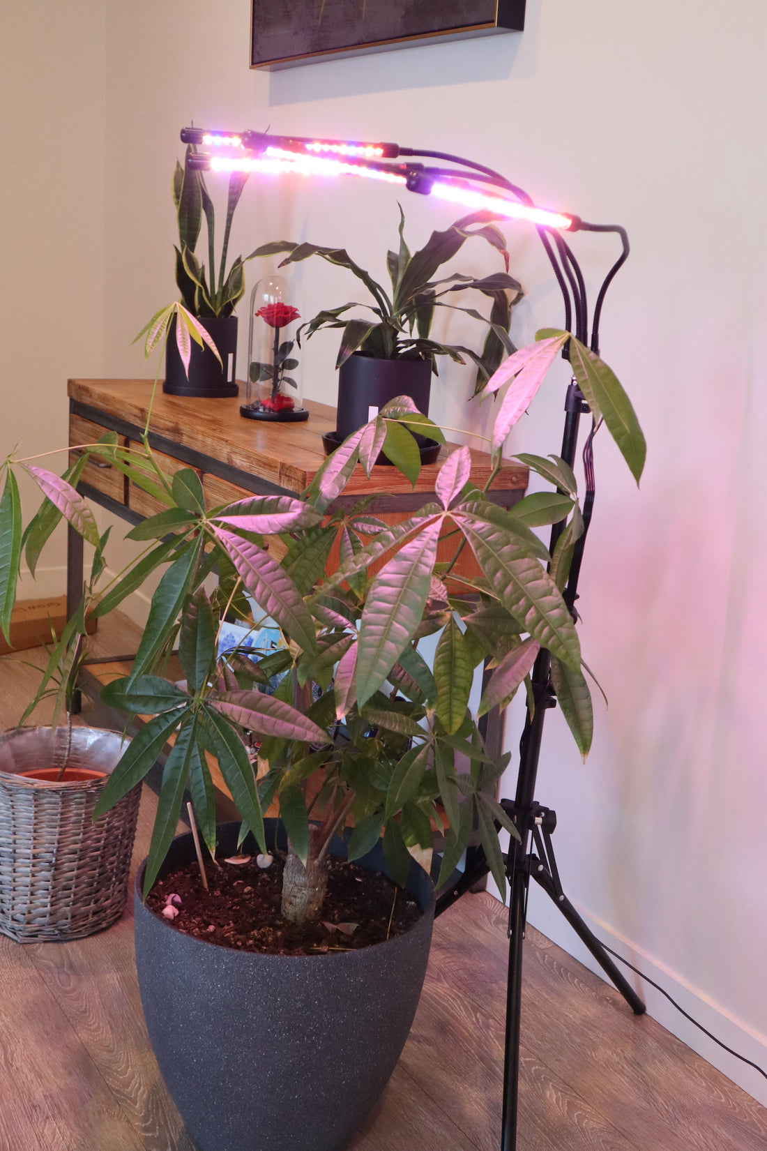 How Do You Know if Your Indoor Plants Need More Sun Light?