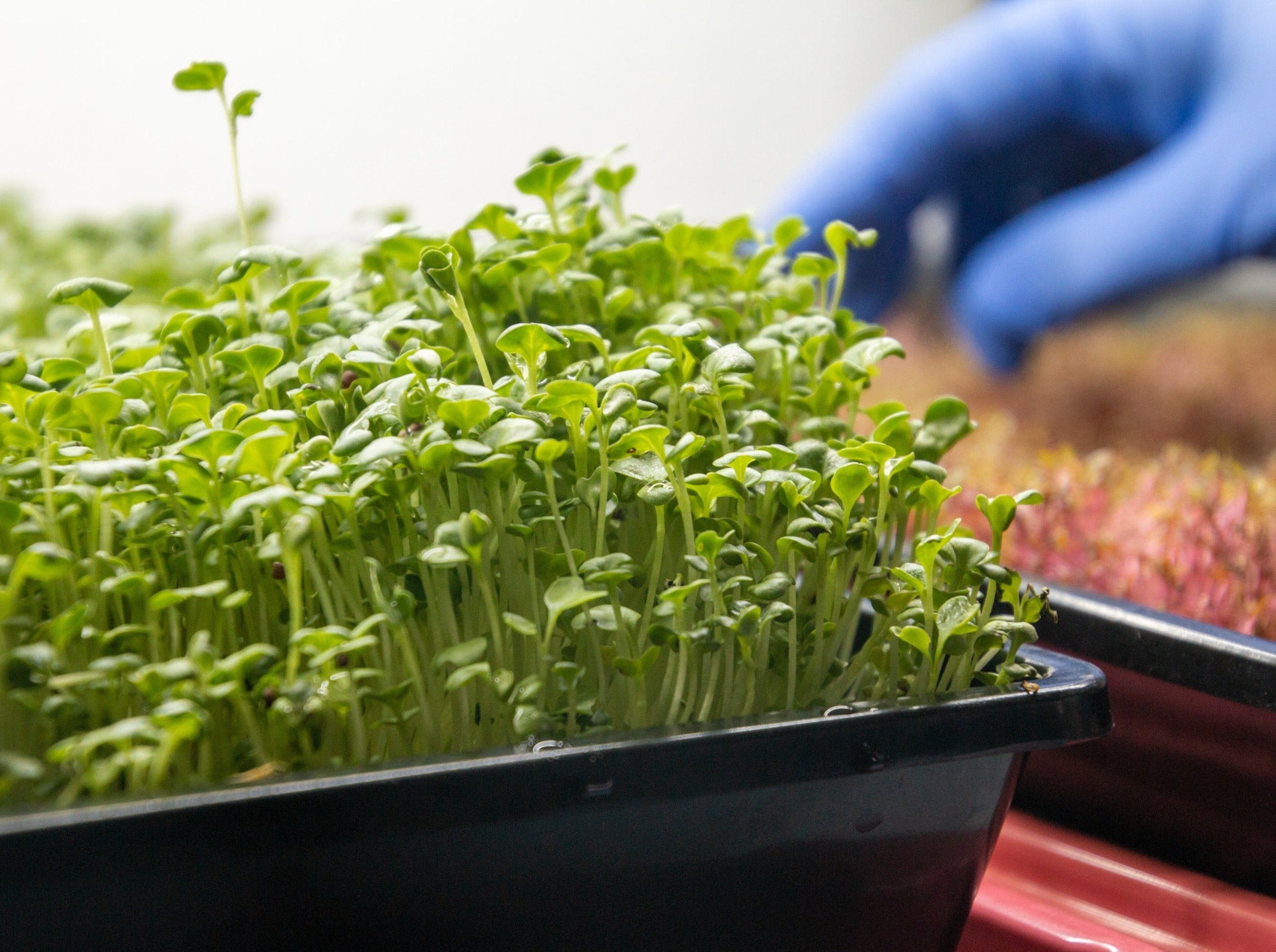 Basil Microgreen Seeds Grow Plant Shop